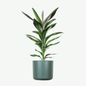Dracaena Lisa